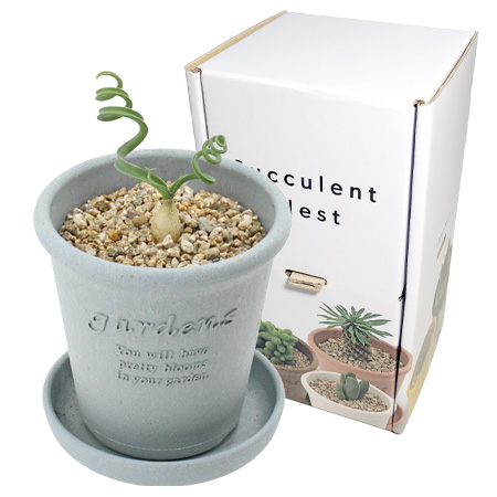 Ȩ/���׸����ǰ ����ȭ��/���� ������ �˺�ī ���ڸ���Ƴ� [����ȭ��+����������+Ư�㼱������] ��ǰ ����